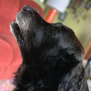 Meet your Posher, Barrett